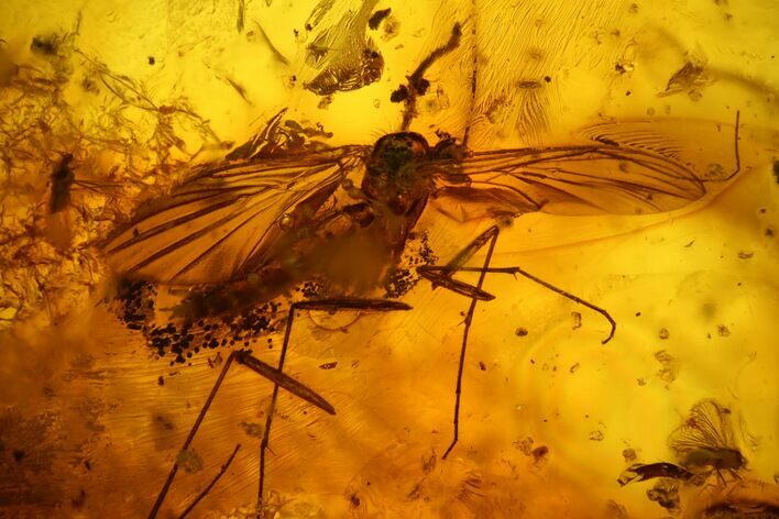 Three Large Fossil Flies (Diptera) In Baltic Amber #142199
